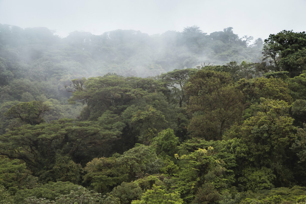 Regnskog 